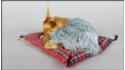 Собака Йоркширский терьер на подушке - Размер M
