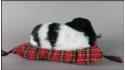 Коккер-спаниель на подушке - Размер S - Черно-Белый
