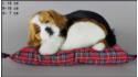 Pies Beagle na poduszce Rozmiar S