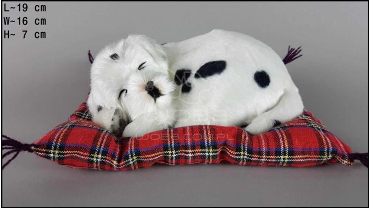 Pies Dalmatyńczyk na poduszce Rozmiar S