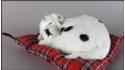 Dog Dalmatian on a pillow - Size S