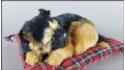 Собака Немецкая овчарка на подушке - Размер S